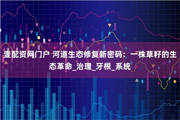 壹配资网门户 河道生态修复新密码：一株草籽的生态革命_治理_牙根_系统